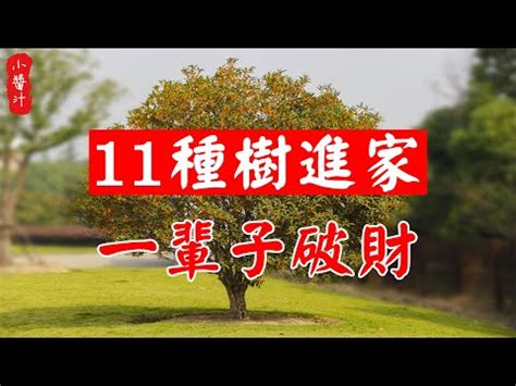 四季桂花風水|桂花風水：化煞旺財妙法